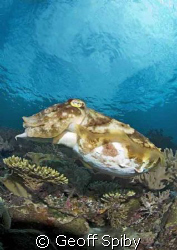 very large cuttlefish
Raja Ampat by Geoff Spiby 